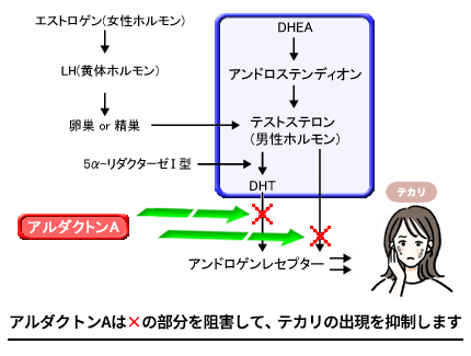 アルダクトンAの作用